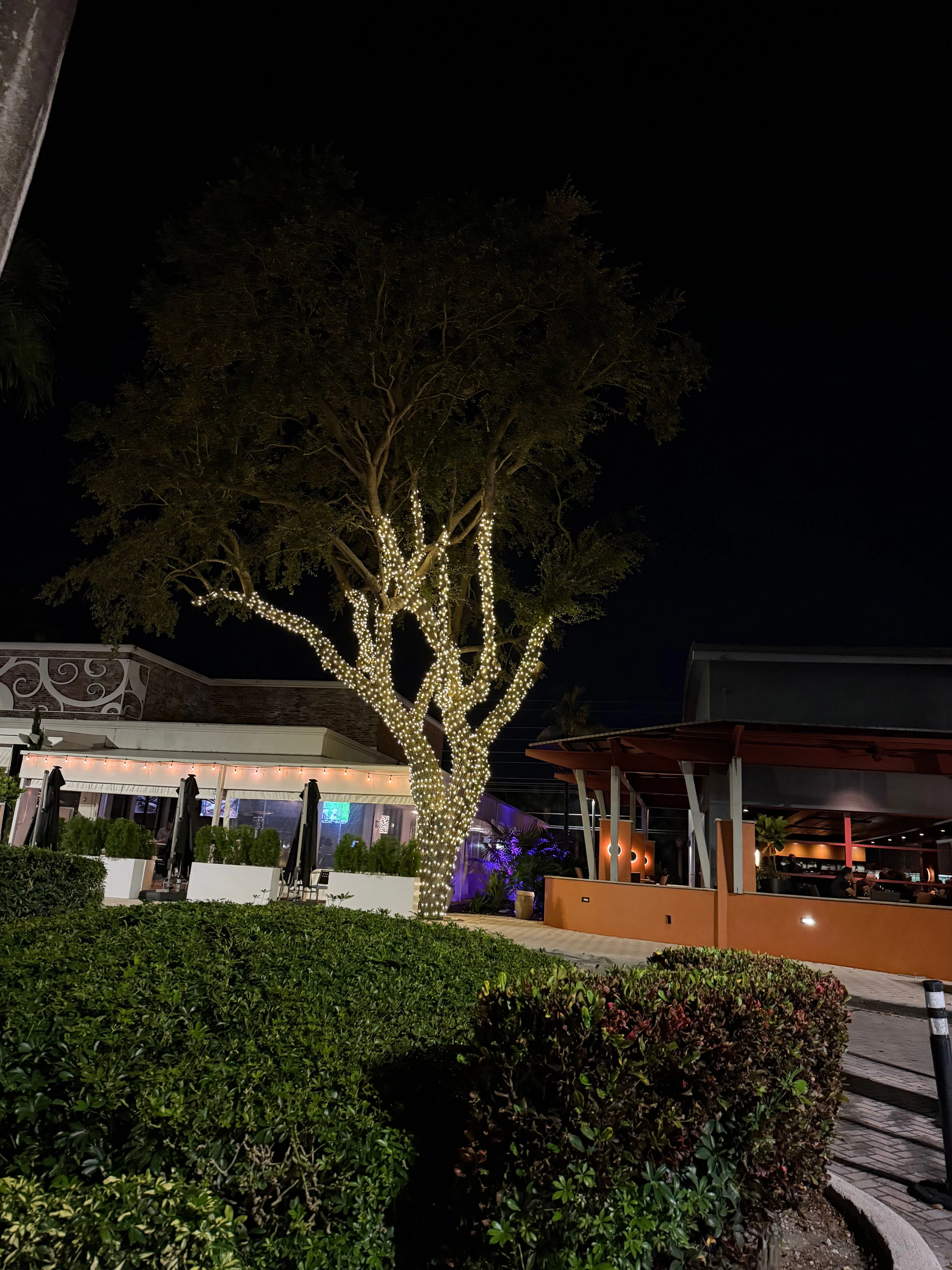 Commercial restaurant and bar area with warm white tree lighting and outdoor dining space