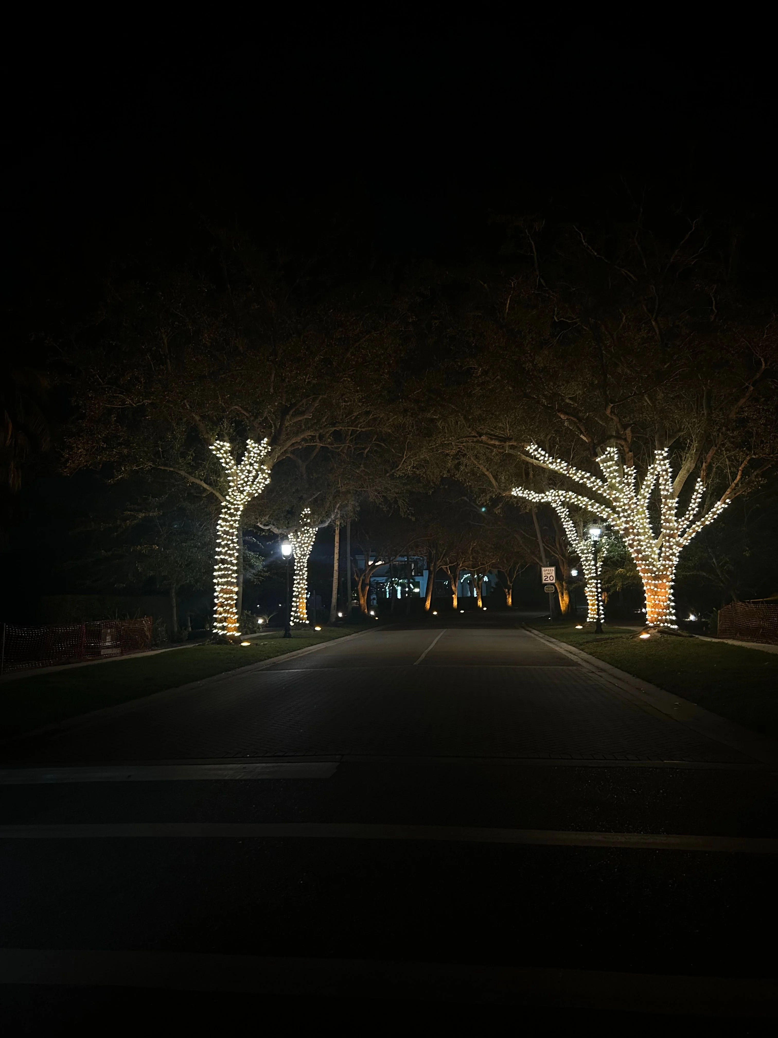 Street lined with trees wrapped in warm white LED lights creating beautiful canopy effect
