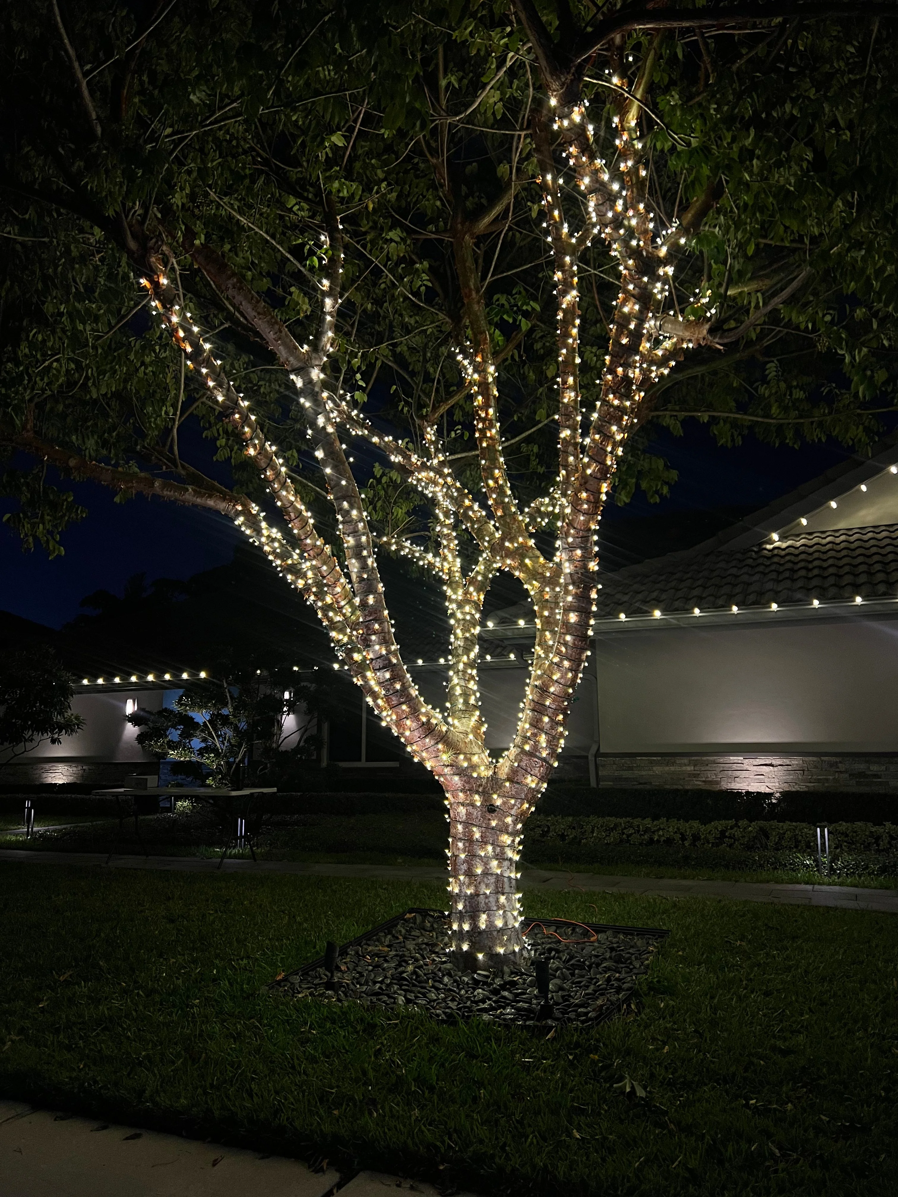 Professional tree lighting with warm white LED lights wrapped around trunk and branches