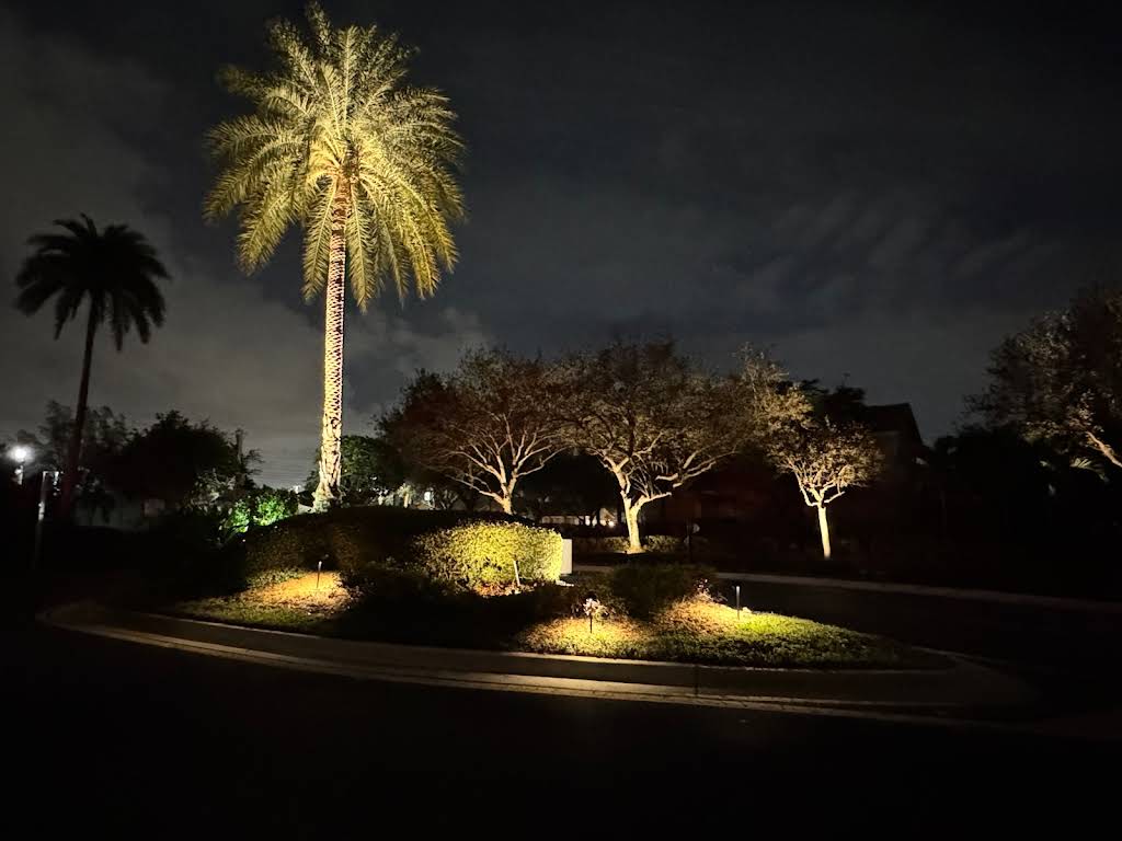Professional landscape lighting highlighting palm trees and garden features