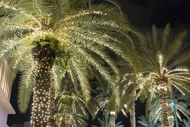 Beautiful palm trees wrapped in warm white LED string lights